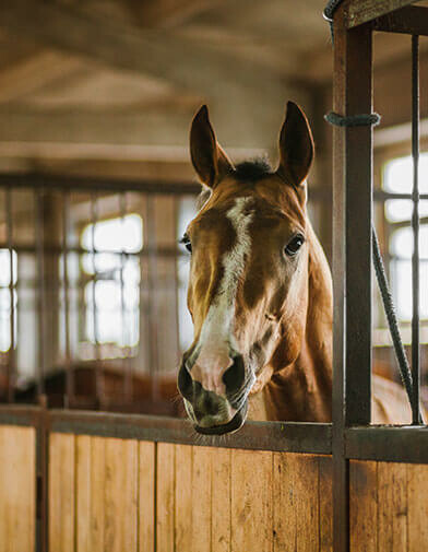 horse looking over the wall of it's stall